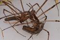 Tetragnatha_bituberculata_D7908_D_89_North Stradbroke island_Australie